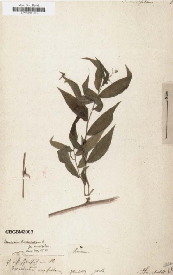 Panicum ruscifolium